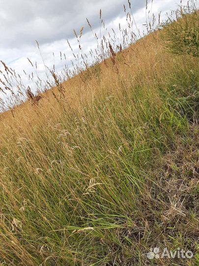 Сено в рулонах(полевое)