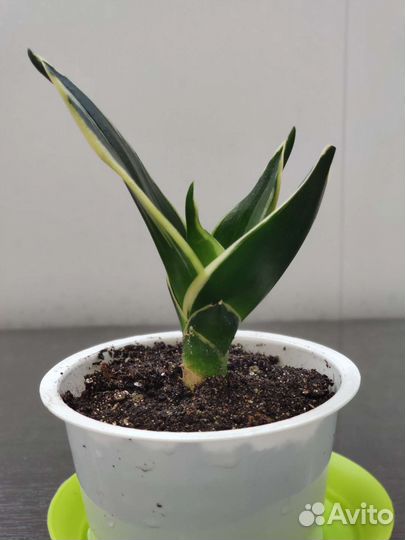 Сансевиерия ханни