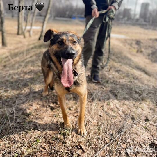 Берта очарочка ждет свою семью в приюте