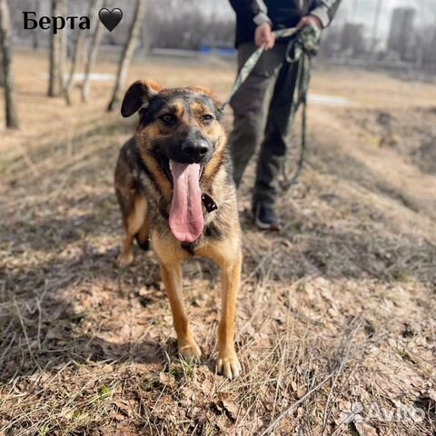 Берта очарочка ждет свою семью в приюте