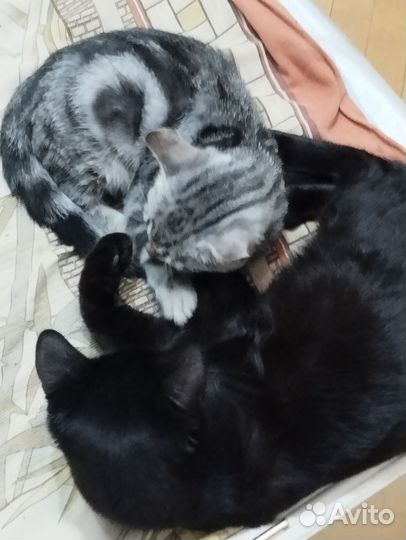 Бенгальский кот