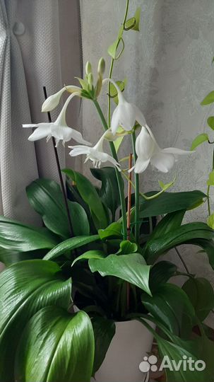 Эухарис амазонская лилия
