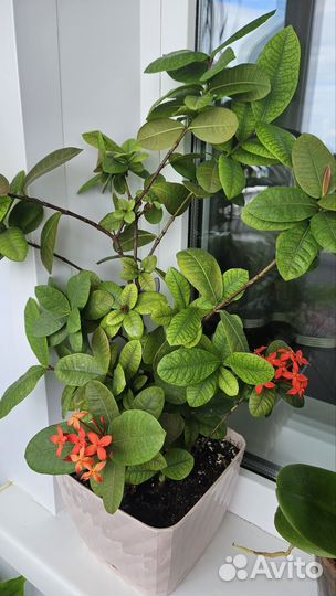 Комнатный цветок Иксора