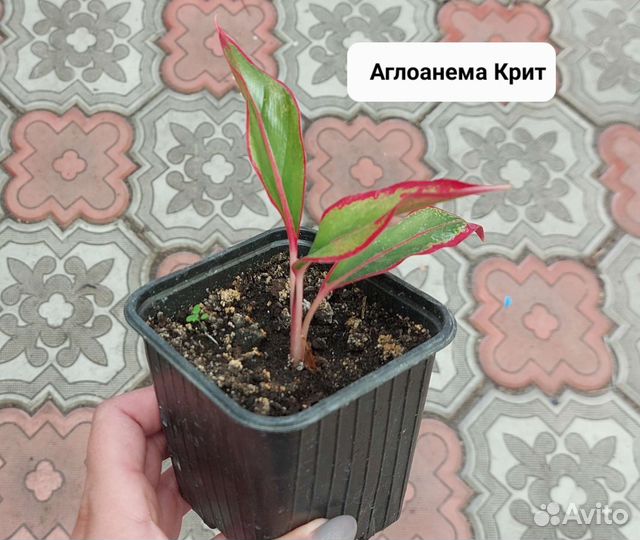 Замиокулькас черный равен