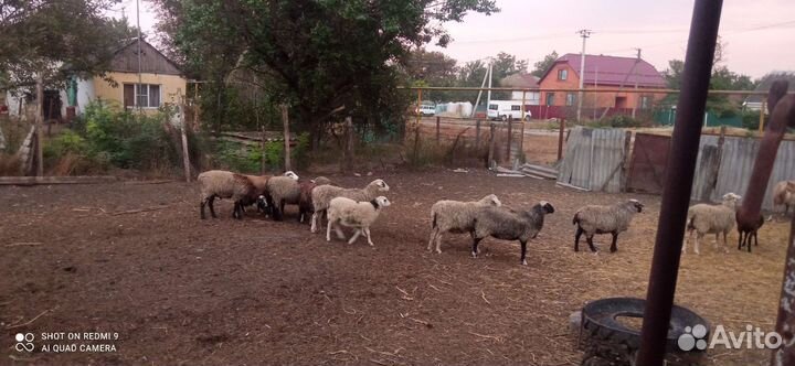 Овцы, бараны