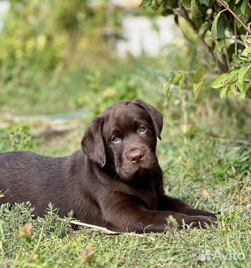 Щенки лабрадора