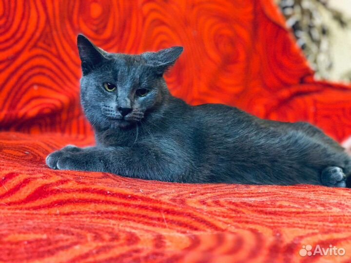 Кот-подросток