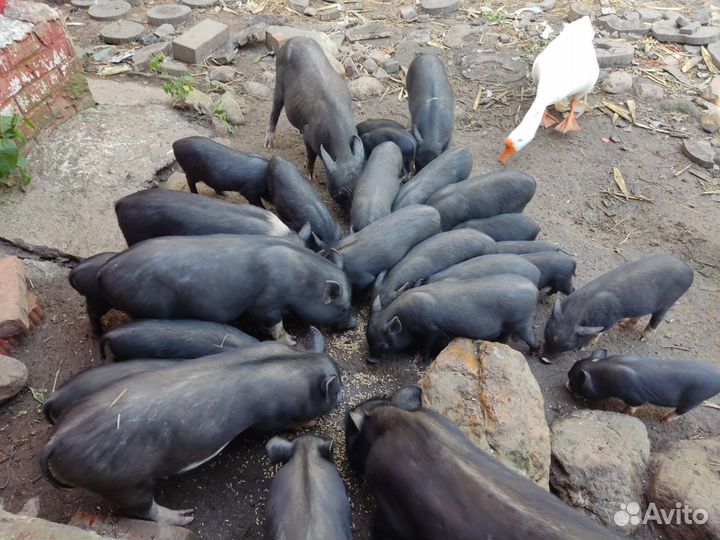 Поросята и свиньи