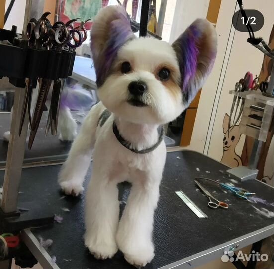 Груминг животных. Салон Гав Ля Мур