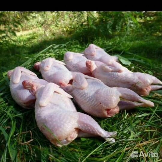 Мясо перепелов