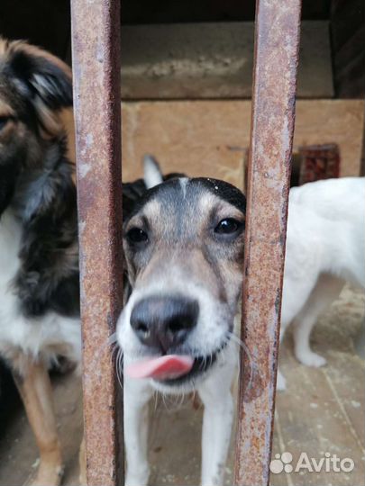 Щенки в приюте