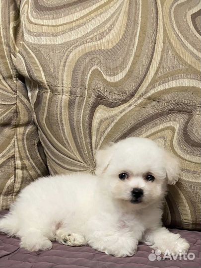 Бишон фризе