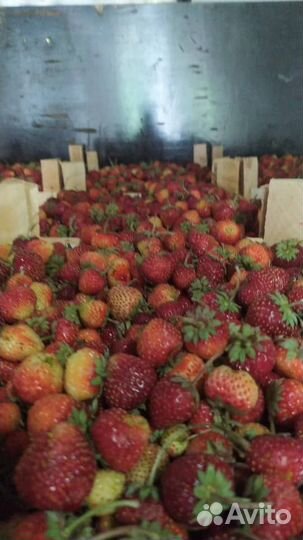 Малина +Клубника