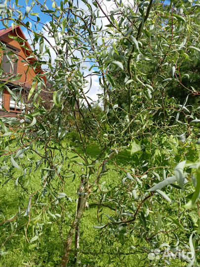 Ива извилистая