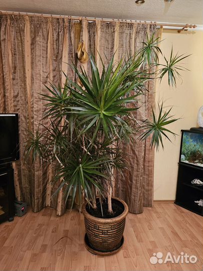 Пальма драцена