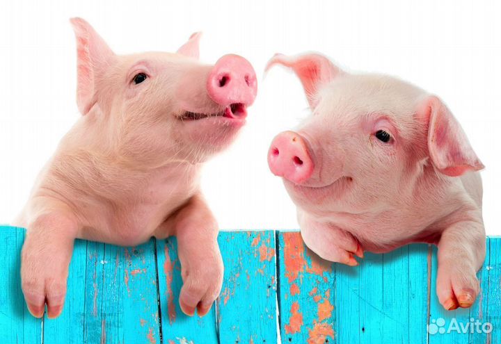 Животновод на ферму/Вахта/Тверская обл