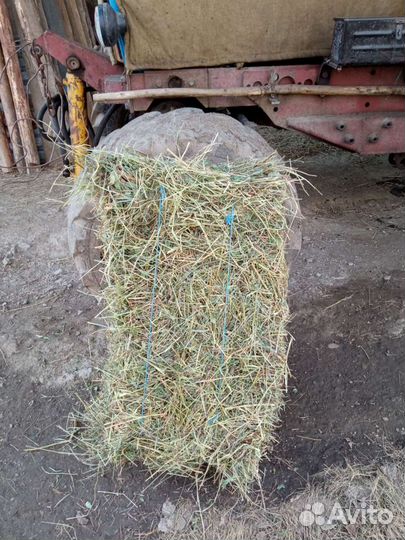 Сено в тюках костер иногда козлятнтк