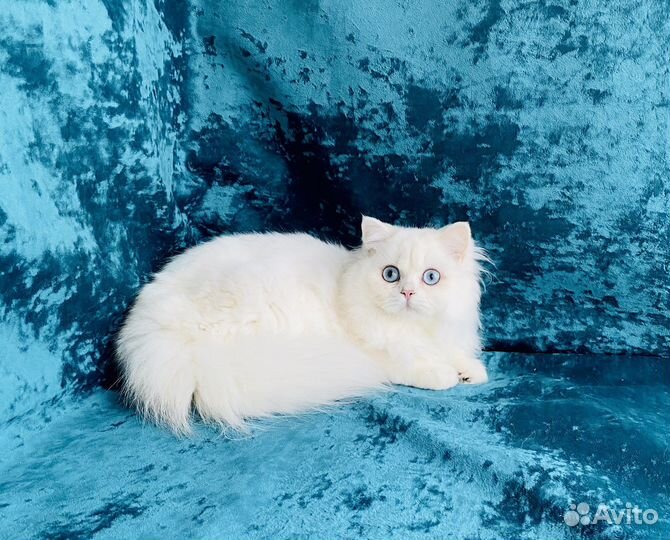 Британская длинношерстная синеглазая шиншилла