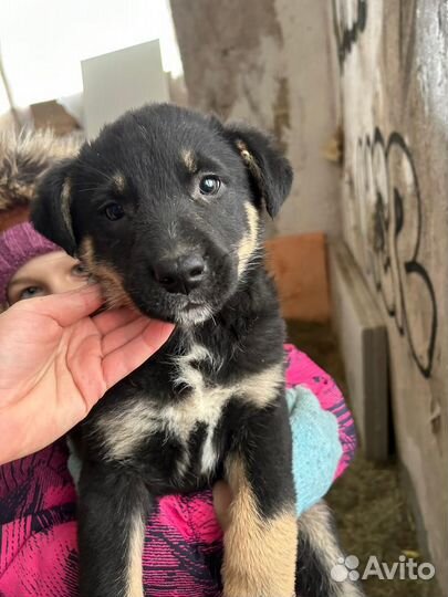 Малыш в добрые руки Мальчик