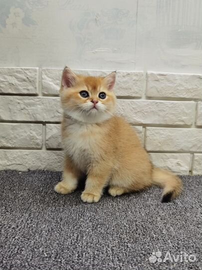 Золотая британская малыщка