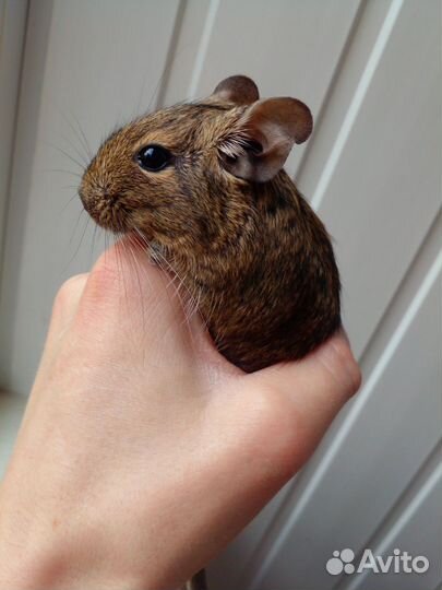 Белка дегу с клеткой