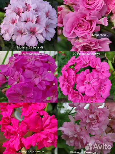 Пеларгония герань королевская сортовые