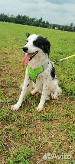 Собака метис бордер колли девочка в добрые руки