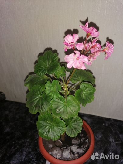 Пеларгония герань