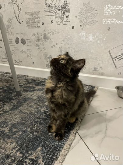 Кошечка в добрые руки