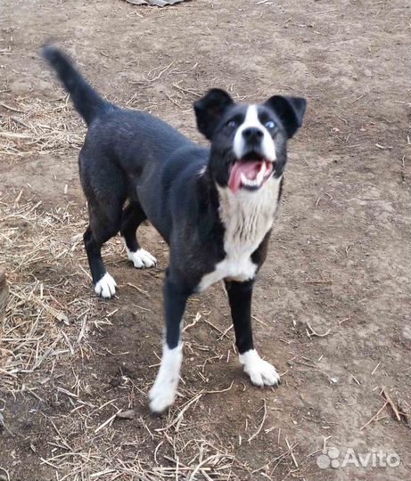 Собака- компаньон