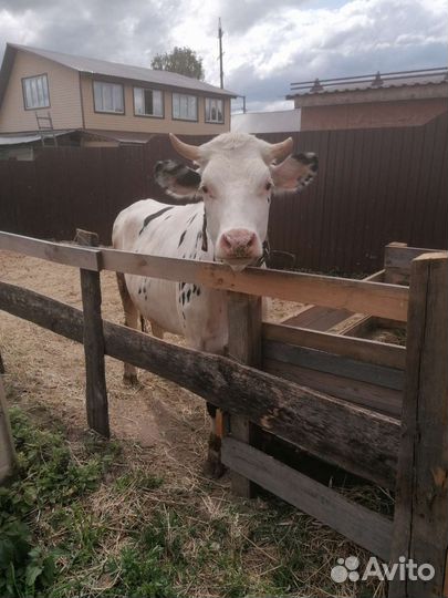 Телки стельные