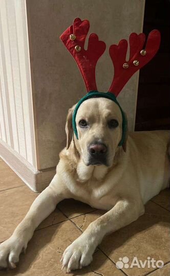 Передержка собак в частном доме