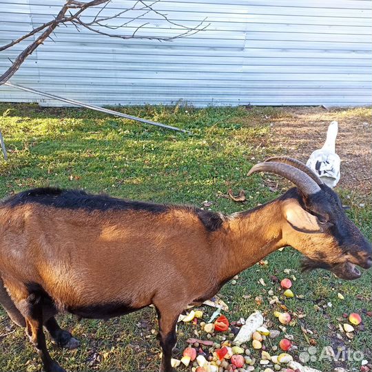 Чешская гладкошерстная, коза дойная