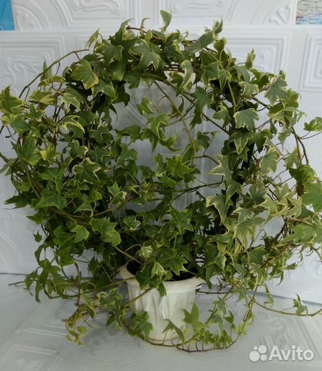 Крассула Марнье Пеперомия арбузная Фикус Плющ