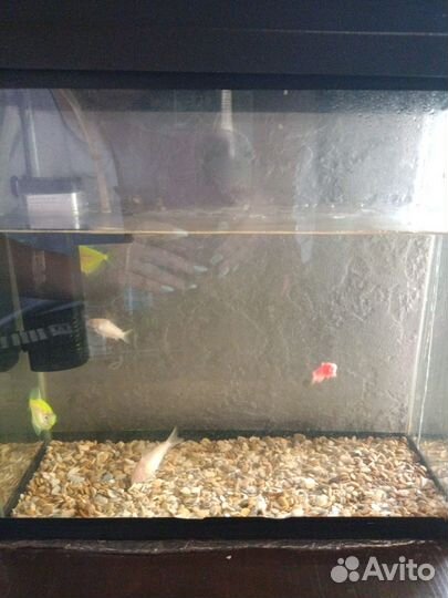 Аквариум