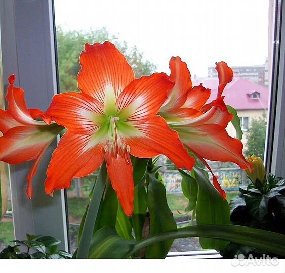 Гиппеаструм