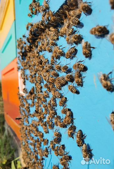 Рамка меда в сотах