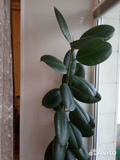 Фикус каучуконосный