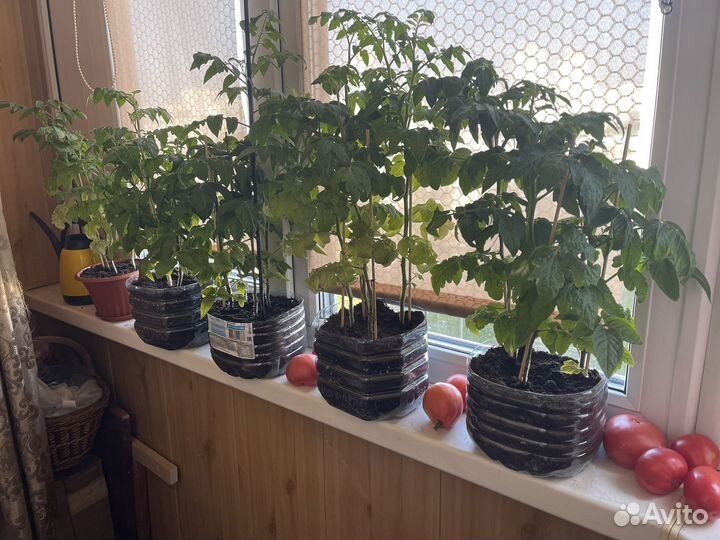 Рассада помидор черри