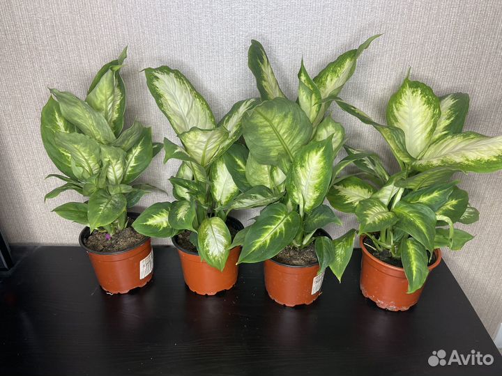 Диффенбахия камилла комнатные цветы