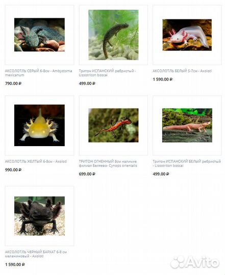 Тритоны, аксолотли аквариумные купить в Магазине