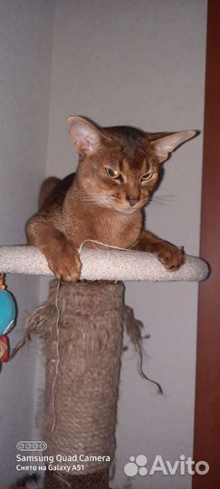 Абиссинская