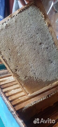 Meд с гречки и с aкации