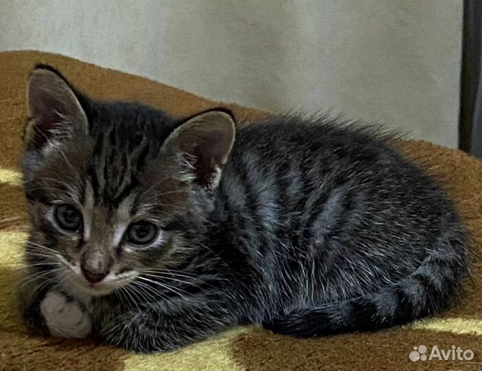 Котенок в дар