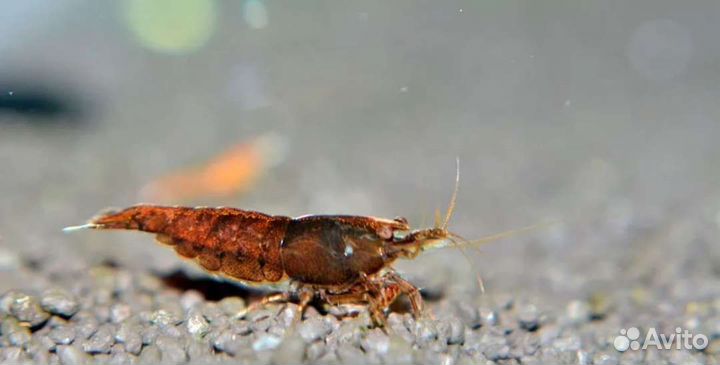 Аквариумные креветки, улитка мелания