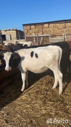 Тёлочки и бычки