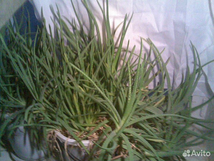 Алоэ вера, индийский лук (продажа или обмен)