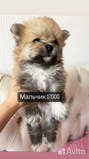 Щенки шпица