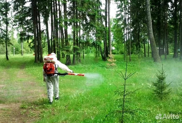 Уничтожение клопов тараканов грызунов грибка плесе