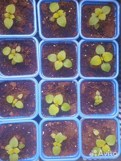 Саженцы павловния